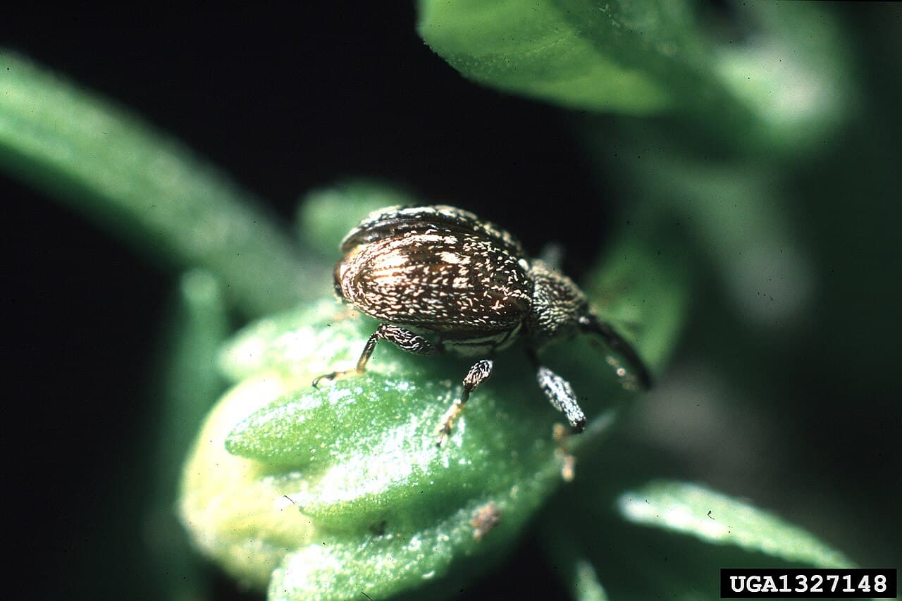 Ejemplo de insecto que puede fotografiarse para solicitar revisión