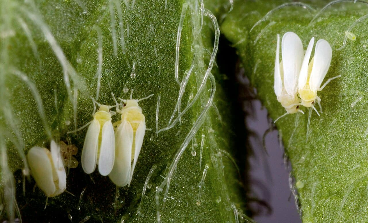 Ejemplo de insecto observado en una planta